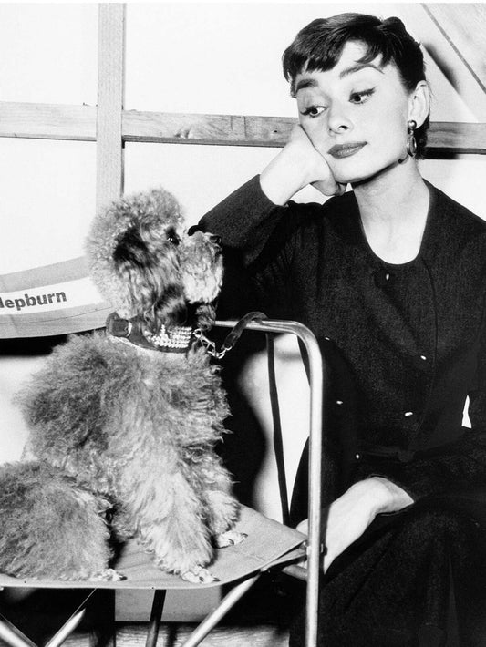 Photo Audrey Hepburn avec un caniche - Tournage de Sabrina sorti en 1954 - 15x20